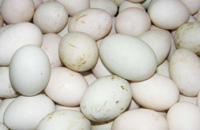 蛋产品卫生安全成为重中之重 蛋产品质量安全成为发展趋势